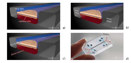Dispositivo microfluidíco “Pulmón en un chip”. a) muestra como las células pulmonares y capilares se han “adherido” a la membrana perforada. b) en los canales centrales se mantiene un vacío. c) por el canal centra empieza a circular aire y sangre. d) el chip del pulmón.