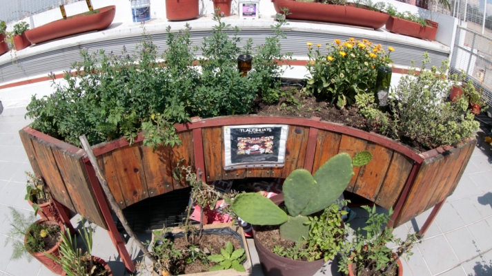 Un huerto urbano es un ecosistema en donde habitan gran diversidad de especies en un área delimitada (Alberto Hernández/IBERO).