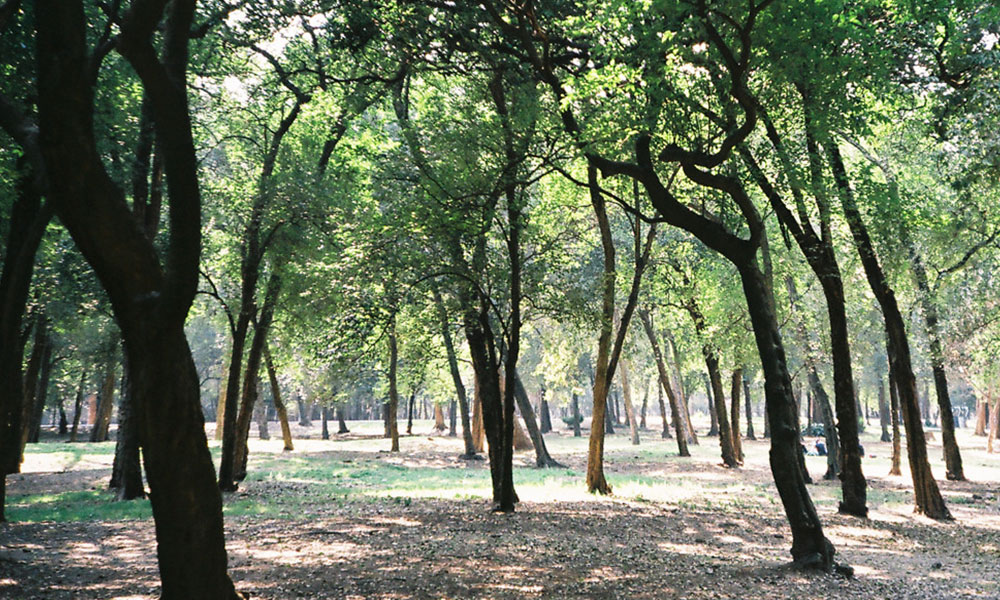 Imagen del Bosque de Chapultepec, ubicado en la alcaldía de Miguel Hidalgo (Tomada de Travel Report).