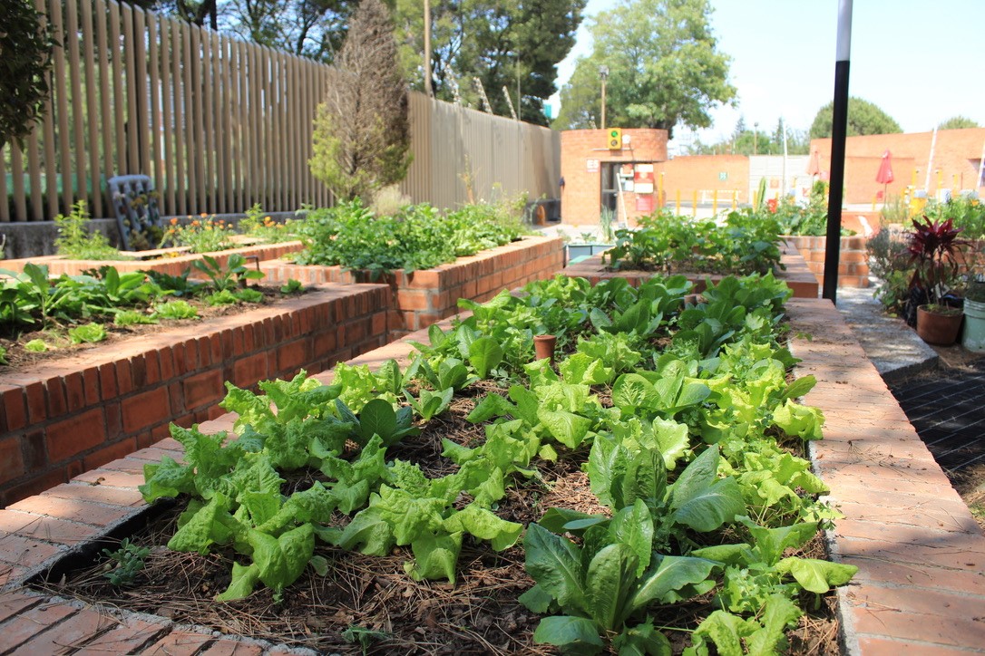 Recientemente, se inicio un nuevo ciclo de cultivo en el Huerto IBERO.