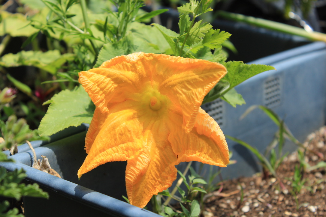 El año pasado, poco antes de que iniciara la pandemia, se sembraron 42 variedades de plantas.