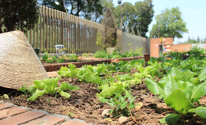 Nuestro Huerto Ibero busca abrir un espacio de encuentro donde la comunidad universitaria pueda conectar con la agricultura urbana. (Foto: Cortesía InIAT)