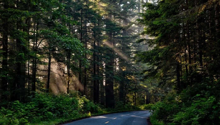 Foto: Gobierno de México