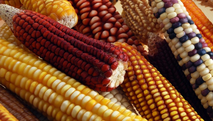 Foto: Gobierno de México.